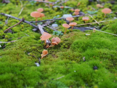 キノコの里