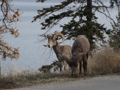 Big horn sheep