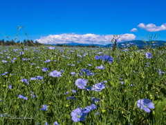 Flax （亜麻）