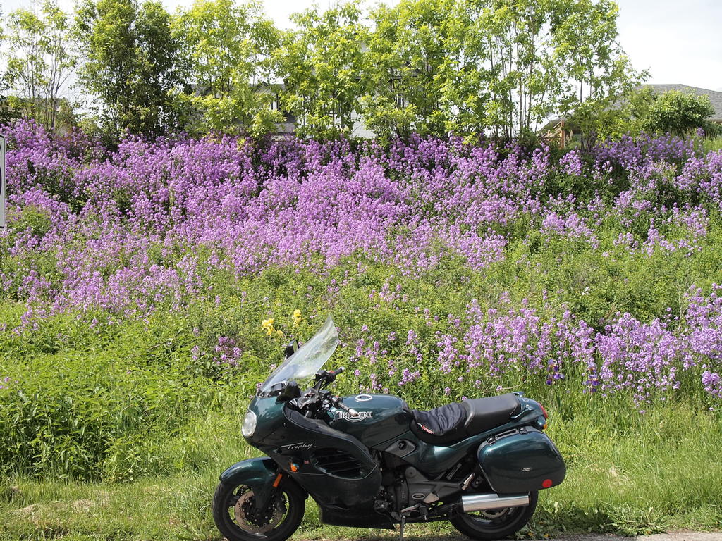 花とバイク