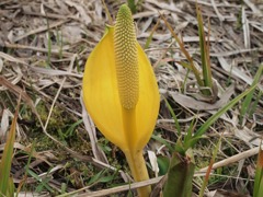 カナダの黄色い水芭蕉