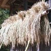 収穫の秋