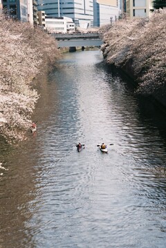 目黒川の桜