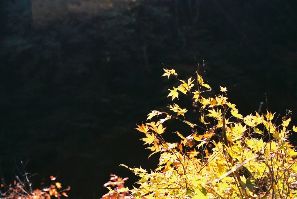 紅葉