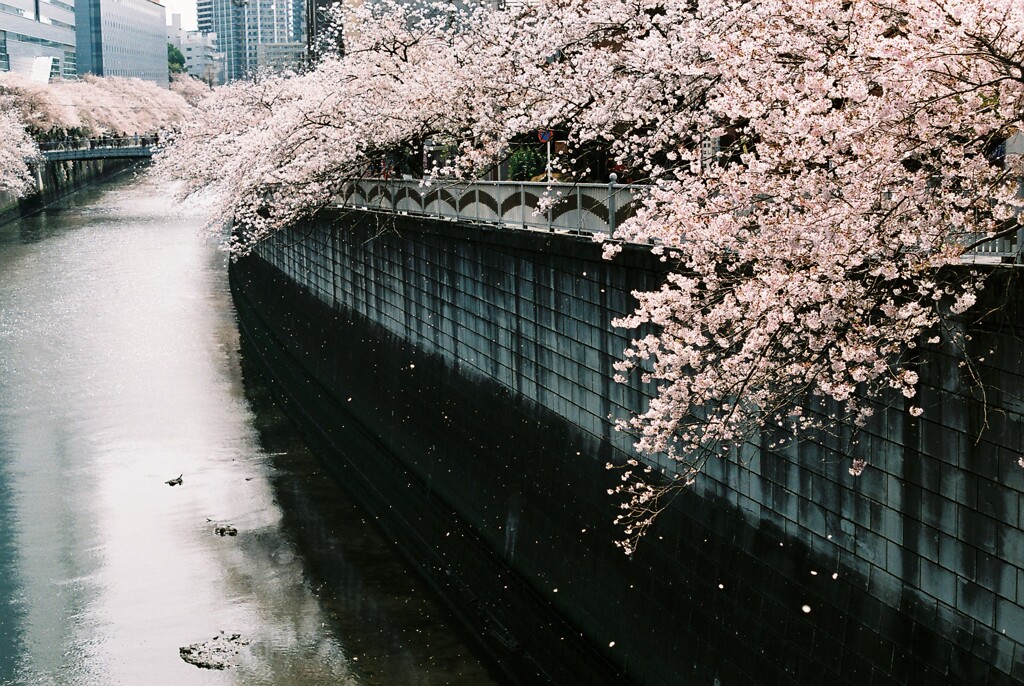 目黒川