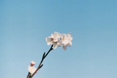 桜2025