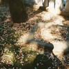 秋を感じる香り