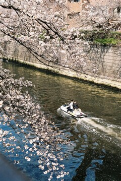 目黒川の桜