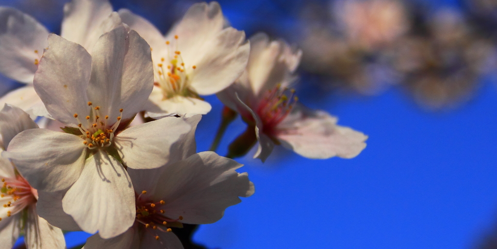 縮景園の桜