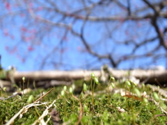 苔と梅
