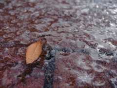氷上の落ち葉