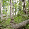 新緑の森