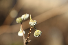 冬の花