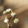 冬の花