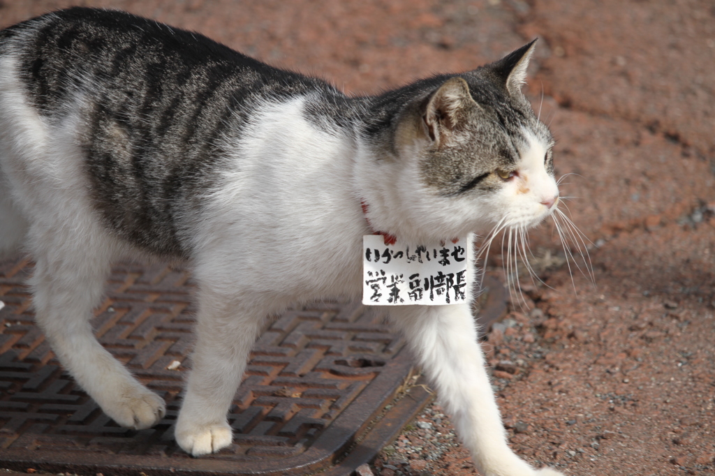 芦ノ湖の営業副本部長