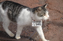 芦ノ湖の営業副本部長