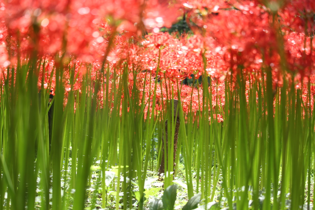 曼珠沙華の目線