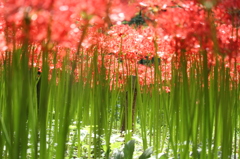 曼珠沙華の目線