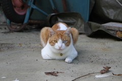 尻焼温泉の番猫（こっちを見てる？）