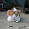 尻焼温泉の番猫（こっちを見てる？）