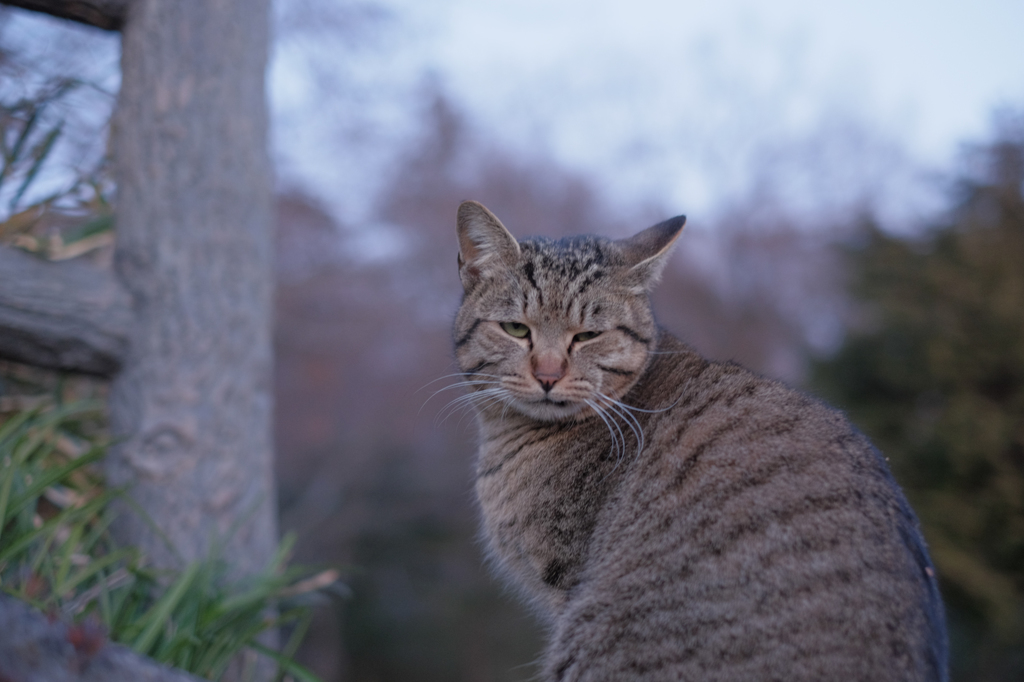 野良猫