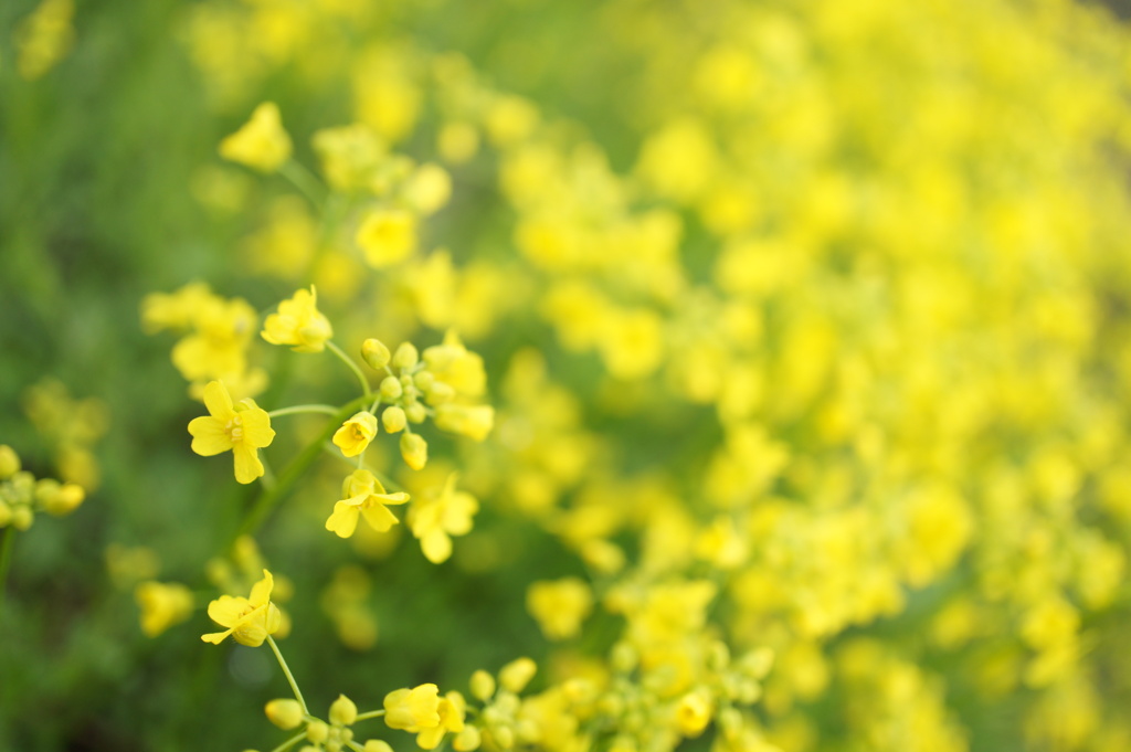 リトルイエロー