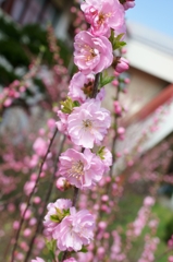 連桜