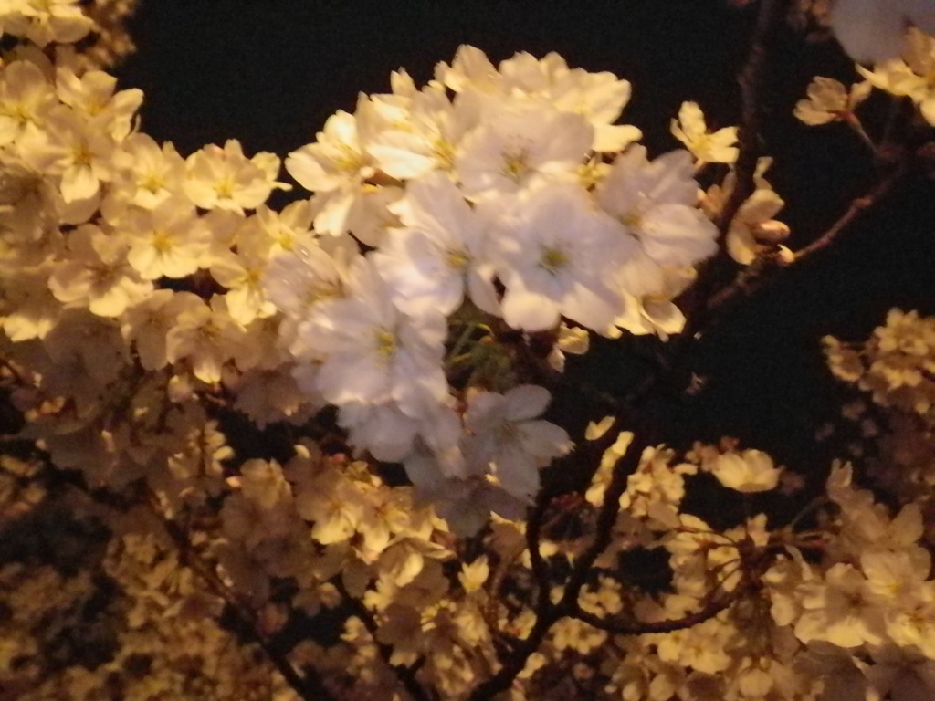 IMGP0318