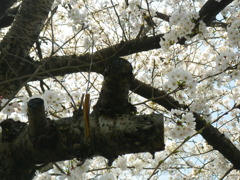 IMGP0229