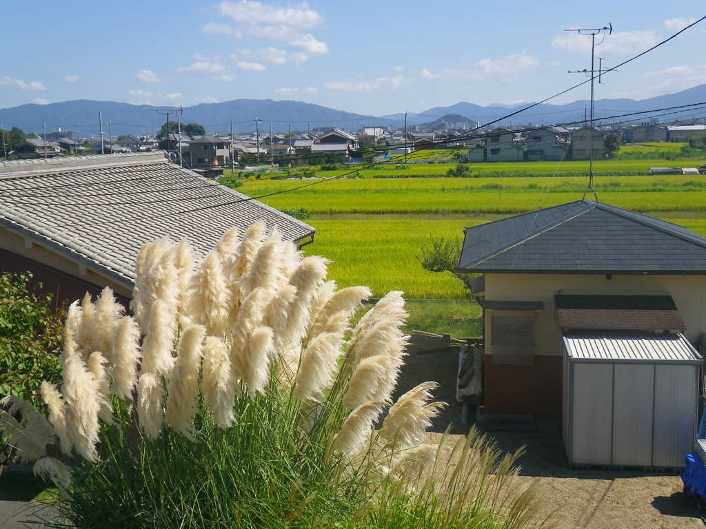 IMGP0022