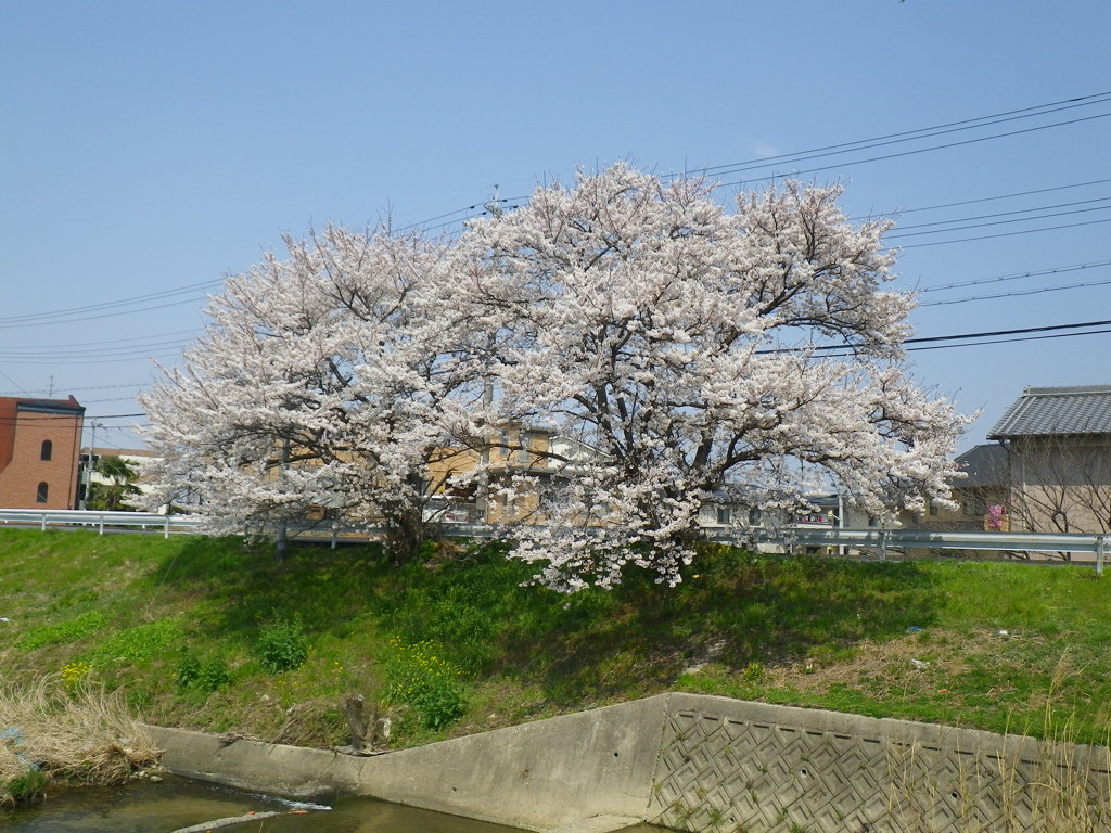 IMGP0243