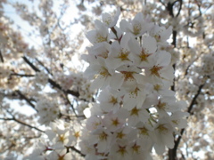 IMGP0242