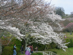 IMGP0291