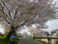 IMGP0296