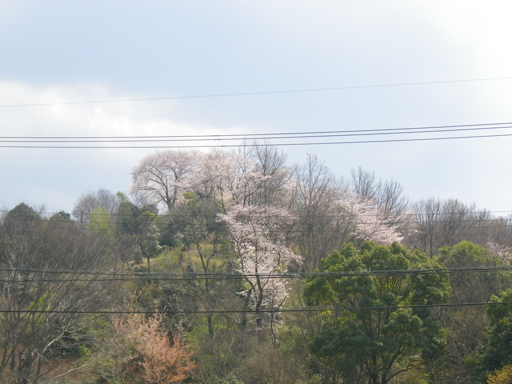 IMGP0248
