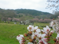 IMGP0286