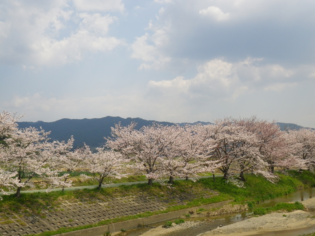 IMGP0245