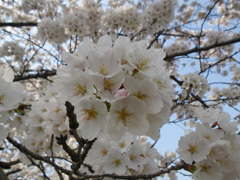 IMGP0227