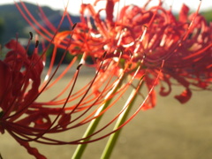 IMGP0082