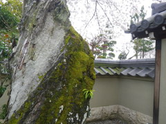 IMGP0274
