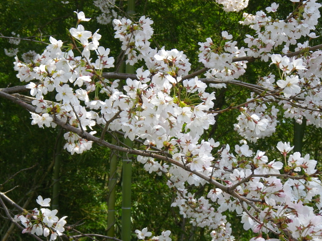IMGP0231