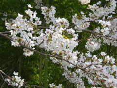 IMGP0231