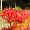 IMGP0064