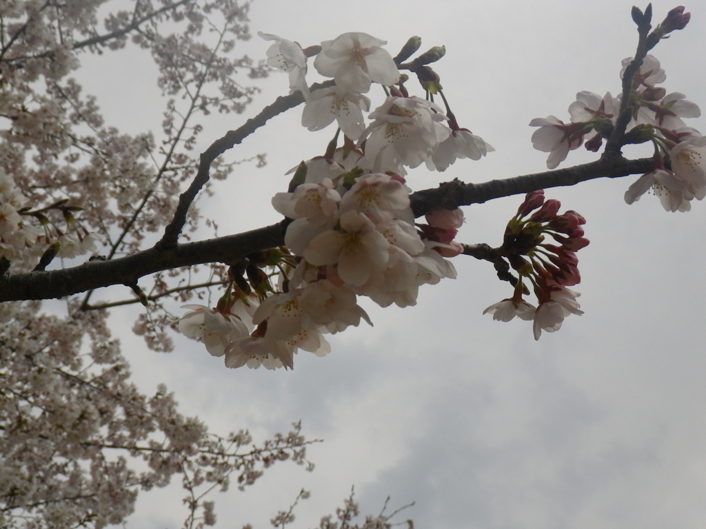 IMGP0256