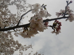 IMGP0256