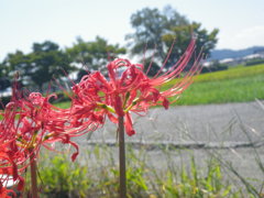 IMGP0036