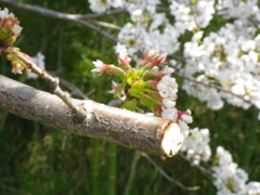 IMGP0232