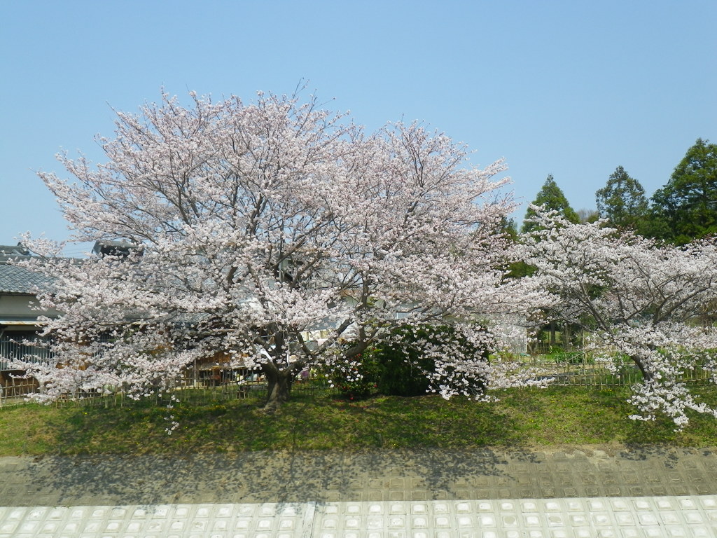 IMGP0244