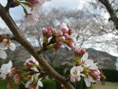 IMGP0288