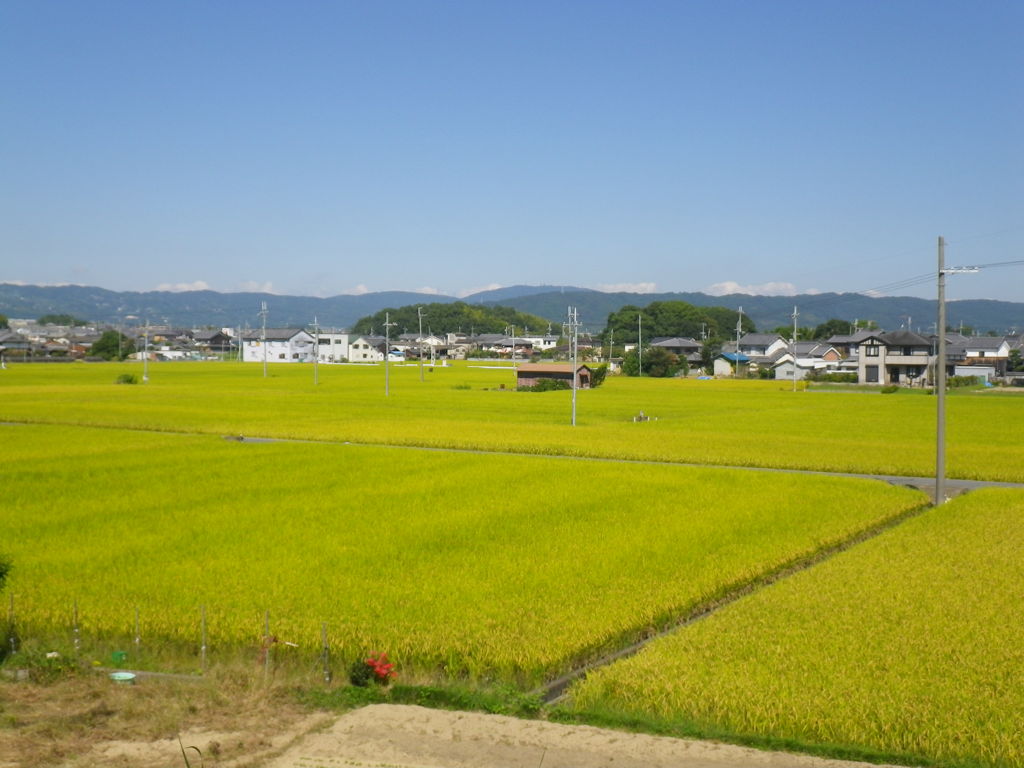 IMGP0011
